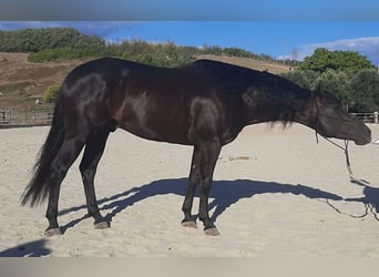 Quarter horse américain, Étalon, 8 Ans, 155 cm, Noir