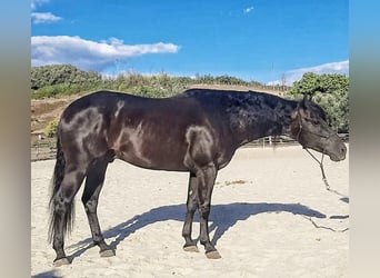 Quarter horse américain, Étalon, 8 Ans, 155 cm, Noir