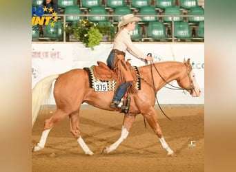 Quarter horse américain, Étalon, 8 Ans, 156 cm, Palomino