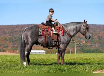 Quarter horse américain, Étalon, 8 Ans, Roan-Bay