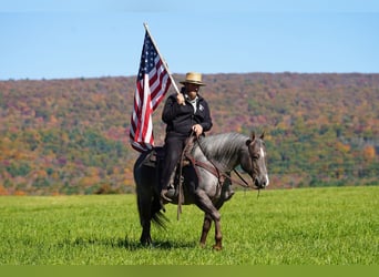 Quarter horse américain, Étalon, 8 Ans, Roan-Bay