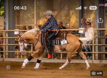 Quarter horse américain, Étalon, 9 Ans, 142 cm, Palomino