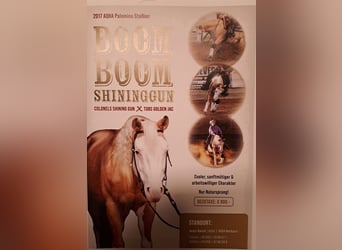 Quarter horse américain, Étalon, 9 Ans, 142 cm, Palomino