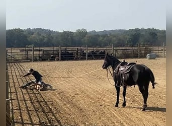 Quarter horse américain, Étalon, 9 Ans, 147 cm, Noir