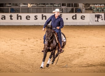 Quarter horse américain, Étalon, 9 Ans, 152 cm, Isabelle