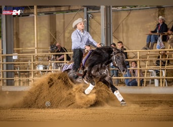 Quarter horse américain, Étalon, 9 Ans, 156 cm, Grullo