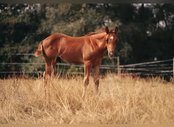 Quarter horse américain, Étalon, 7 Ans, 154 cm, Alezan brûlé
