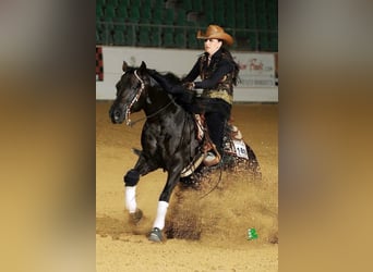 Quarter horse américain, Étalon, 16 Ans, 153 cm, Bai brun