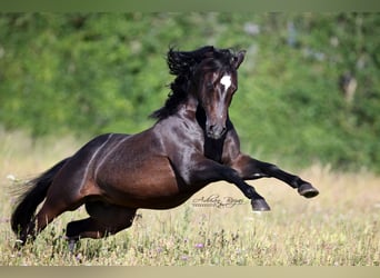 Quarter horse américain, Étalon, 12 Ans, Bai brun