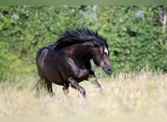 Quarter horse américain, Étalon, 12 Ans, Bai brun