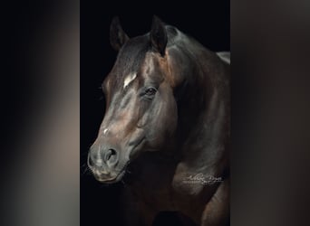 Quarter horse américain, Étalon, 12 Ans, Bai brun