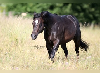 Quarter horse américain, Étalon, 12 Ans, Bai brun