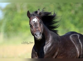 Quarter horse américain, Étalon, 12 Ans, Bai brun