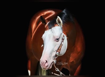 Quarter horse américain, Étalon, 15 Ans, Bai cerise