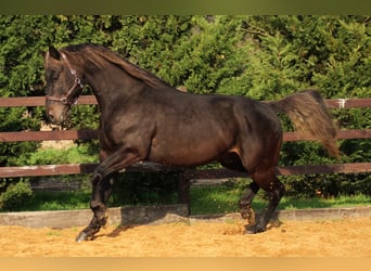 Quarter horse américain, Étalon, 9 Ans, 158 cm, Bai
