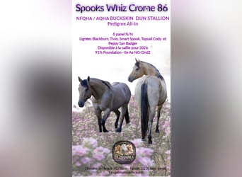 Quarter horse américain, Étalon, 4 Ans, 147 cm, Buckskin