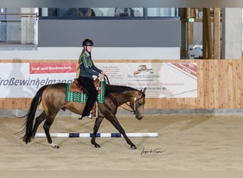 Quarter horse américain, Étalon, 4 Ans, 156 cm, Buckskin