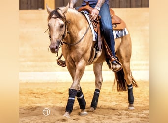 Quarter horse américain, Étalon, 10 Ans, 159 cm, Champagne