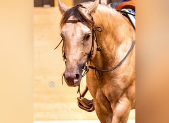Quarter horse américain, Étalon, 10 Ans, 159 cm, Champagne