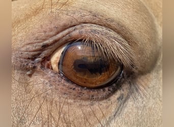 Quarter horse américain, Étalon, 10 Ans, 159 cm, Champagne