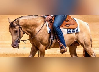 Quarter horse américain, Étalon, 10 Ans, 159 cm, Champagne