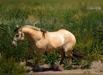Quarter horse américain, Étalon, 9 Ans, 158 cm, Champagne