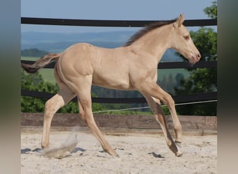 Quarter horse américain, Étalon, 9 Ans, 158 cm, Champagne