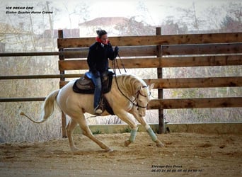 Quarter horse américain, Étalon, 13 Ans, 154 cm, Cremello