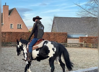 Quarter horse américain, Étalon, 10 Ans, 158 cm