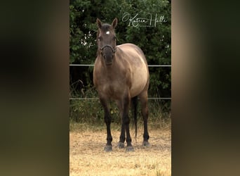 Quarter horse américain, Étalon, 20 Ans, 160 cm, Grullo