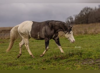 Quarter horse américain, Étalon, 6 Ans, 145 cm, Grullo