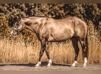 Quarter horse américain, Étalon, 4 Ans, 148 cm, Grullo