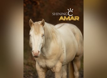 Quarter horse américain, Étalon, 5 Ans, 153 cm, Grullo