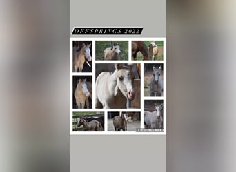 Quarter horse américain, Étalon, 5 Ans, 153 cm, Grullo