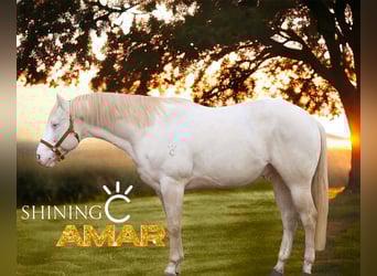 Quarter horse américain, Étalon, 5 Ans, 153 cm, Grullo