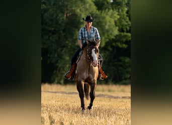 Quarter horse américain, Étalon, 4 Ans, 150 cm, Grullo