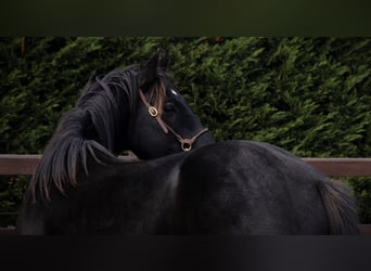 Quarter horse américain, Étalon, 5 Ans, 147 cm, Noir
