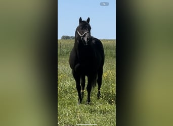 Quarter horse américain, Étalon, 10 Ans, 148 cm, Noir