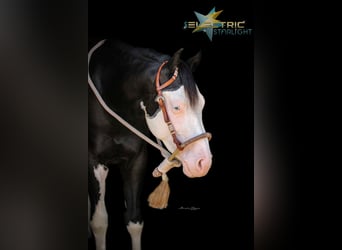 Quarter horse américain, Étalon, 2 Ans, 148 cm, Noir