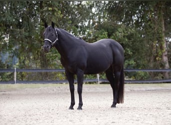 Quarter horse américain, Étalon, 21 Ans, 150 cm, Noir