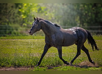 Quarter horse américain, Étalon, 21 Ans, 148 cm, Noir