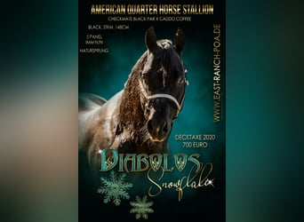 Quarter horse américain, Étalon, 21 Ans, 148 cm, Noir