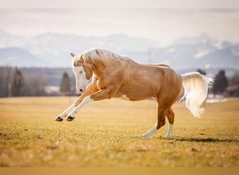 Quarter horse américain, Étalon, 7 Ans, Overo-toutes couleurs