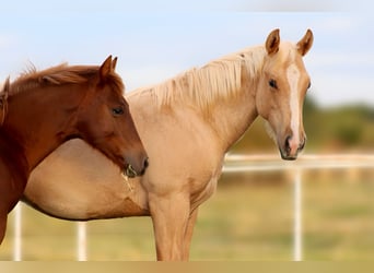 Quarter horse américain, Étalon, Poulain (10/2025), 132 cm, Palomino Quarter horse américain, Étalon, Poulain (10/2025), 132 cm, Palomino