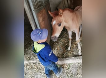 Quarter horse américain Croisé, Étalon, Poulain (05/2024), 140 cm, Alezan dun