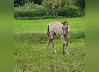 Quarter horse américain, Étalon, Poulain (04/2025), 145 cm