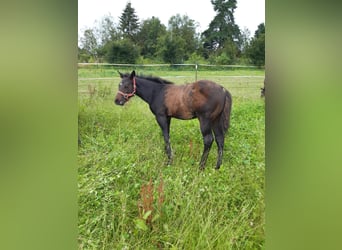 Quarter horse américain, Étalon, Poulain (04/2024), 147 cm, Bai brun