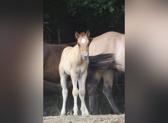 Quarter horse américain, Étalon, Poulain (03/2023), 148 cm, Alezan dun