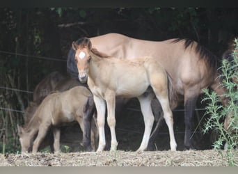 Quarter horse américain, Étalon, Poulain (03/2023), 148 cm, Alezan dun
