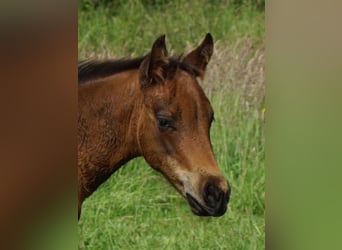 Quarter horse américain, Étalon, Poulain (04/2026), 148 cm, Bai